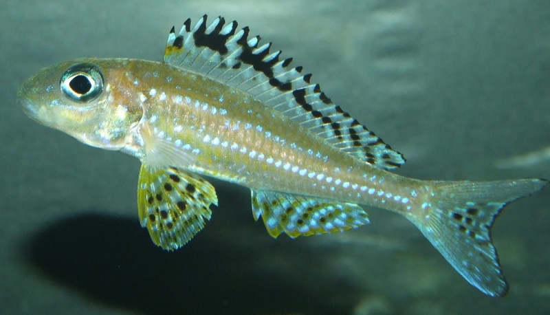 Xenotilapia papilio 'Tembwe (Deux)'